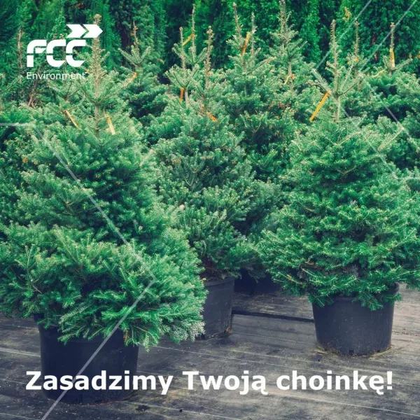 Drugie życie choinki - FCC Polska zaprasza do oddawania świątecznych drzewek na sadzonki