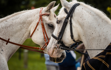 VII MIĘDZYNARODOWY KONKURS TRADYCYJNEGO POWOŻENIA 37