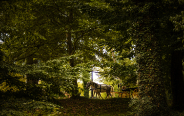 VII MIĘDZYNARODOWY KONKURS TRADYCYJNEGO POWOŻENIA 48