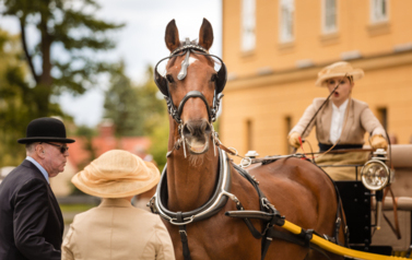 VII MIĘDZYNARODOWY KONKURS TRADYCYJNEGO POWOŻENIA 56