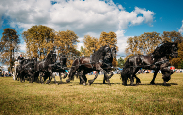VII MIĘDZYNARODOWY KONKURS TRADYCYJNEGO POWOŻENIA 67